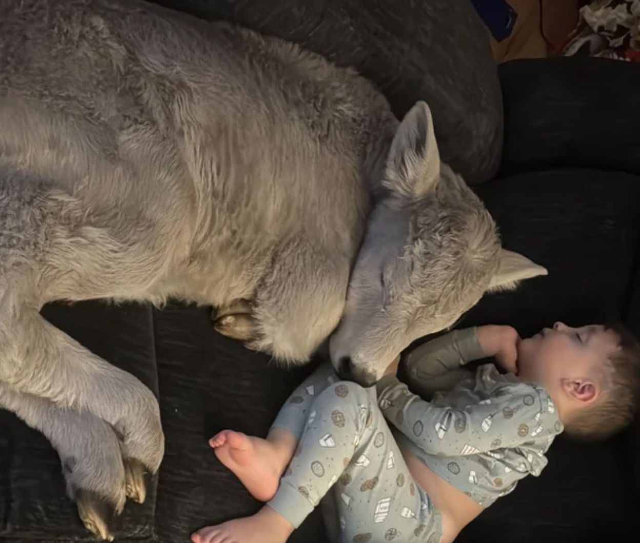 Μοσχαράκι που πάγωνε από το κρύο βρήκε καταφύγιο στον καναπέ οικογένειας (εικόνες)