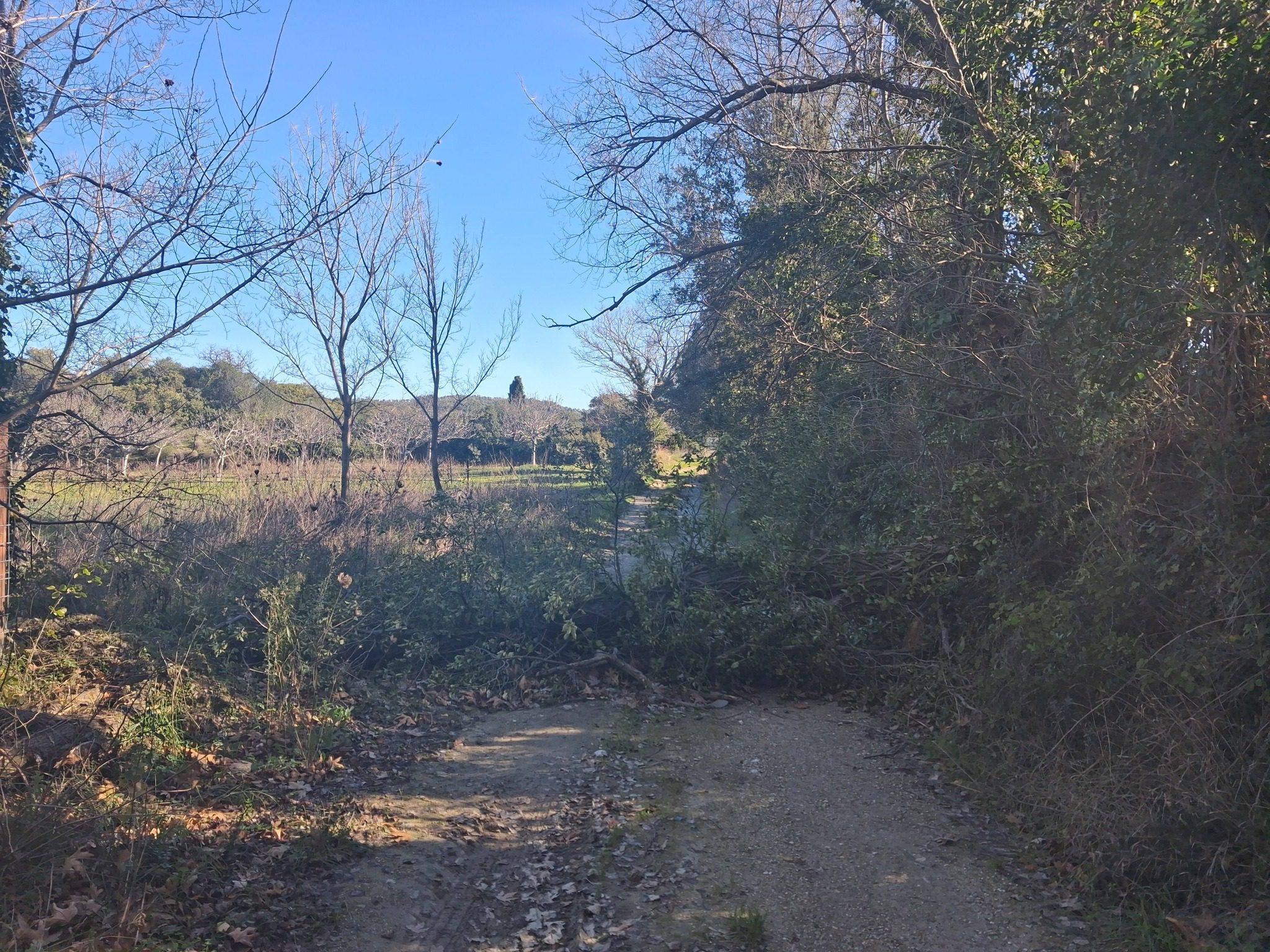 Μεγάλη προσοχή στην Εύβοια: Έπεσε δέντρο σε δρόμο