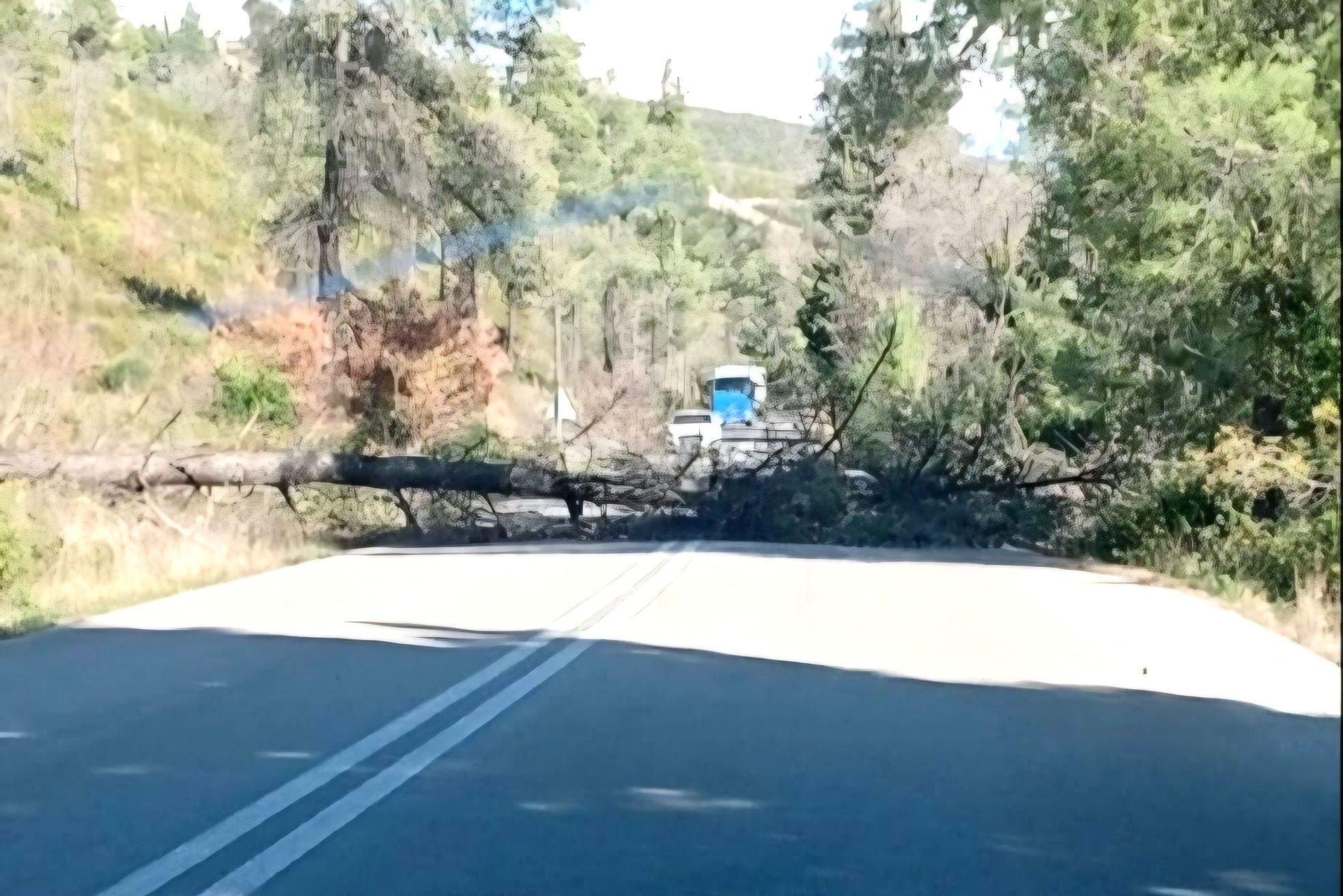 Μεγάλη προσοχή στο οδικό δίκτυο της Εύβοιας: Πέφτουν δέντρα από τους ισχυρούς άνεμους