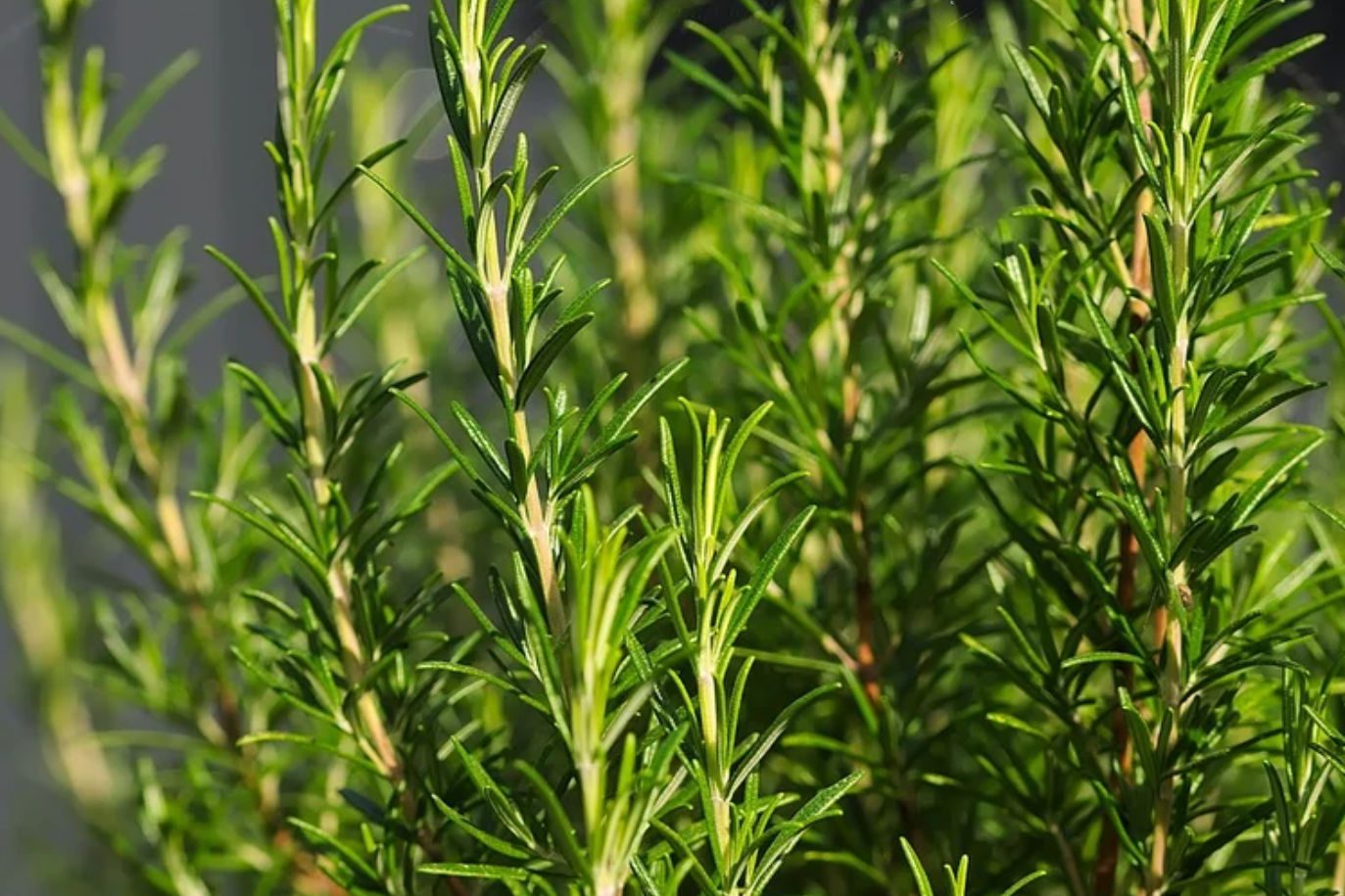 Νικήστε τη νόσο Αλτσχάιμερ: Το βότανο που συνδέεται με καλύτερη μνήμη και λιγότερο άγχος