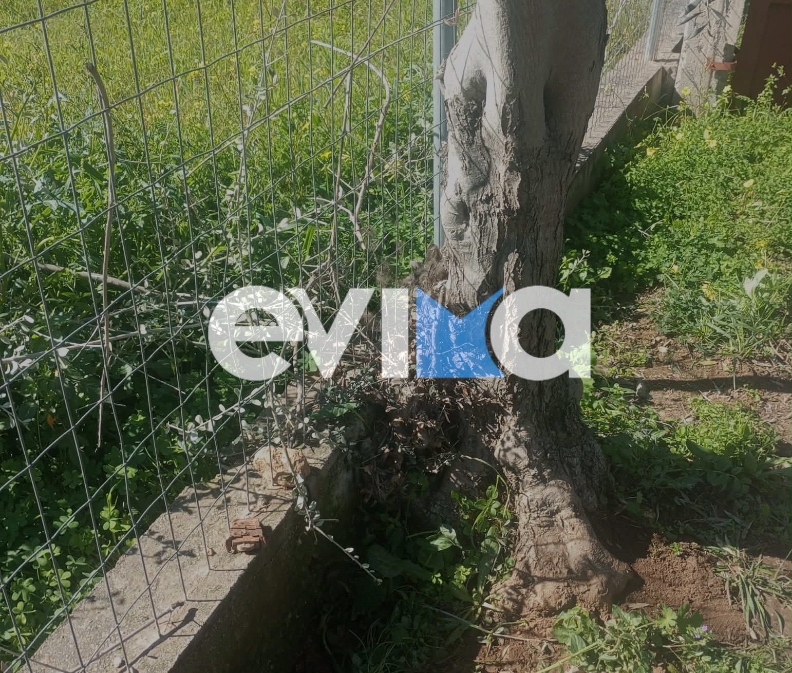 Εύβοια: Εθελοντές απεγκλώβισαν σκυλί που παγιδεύτηκε σε δέντρο (pics&vid)