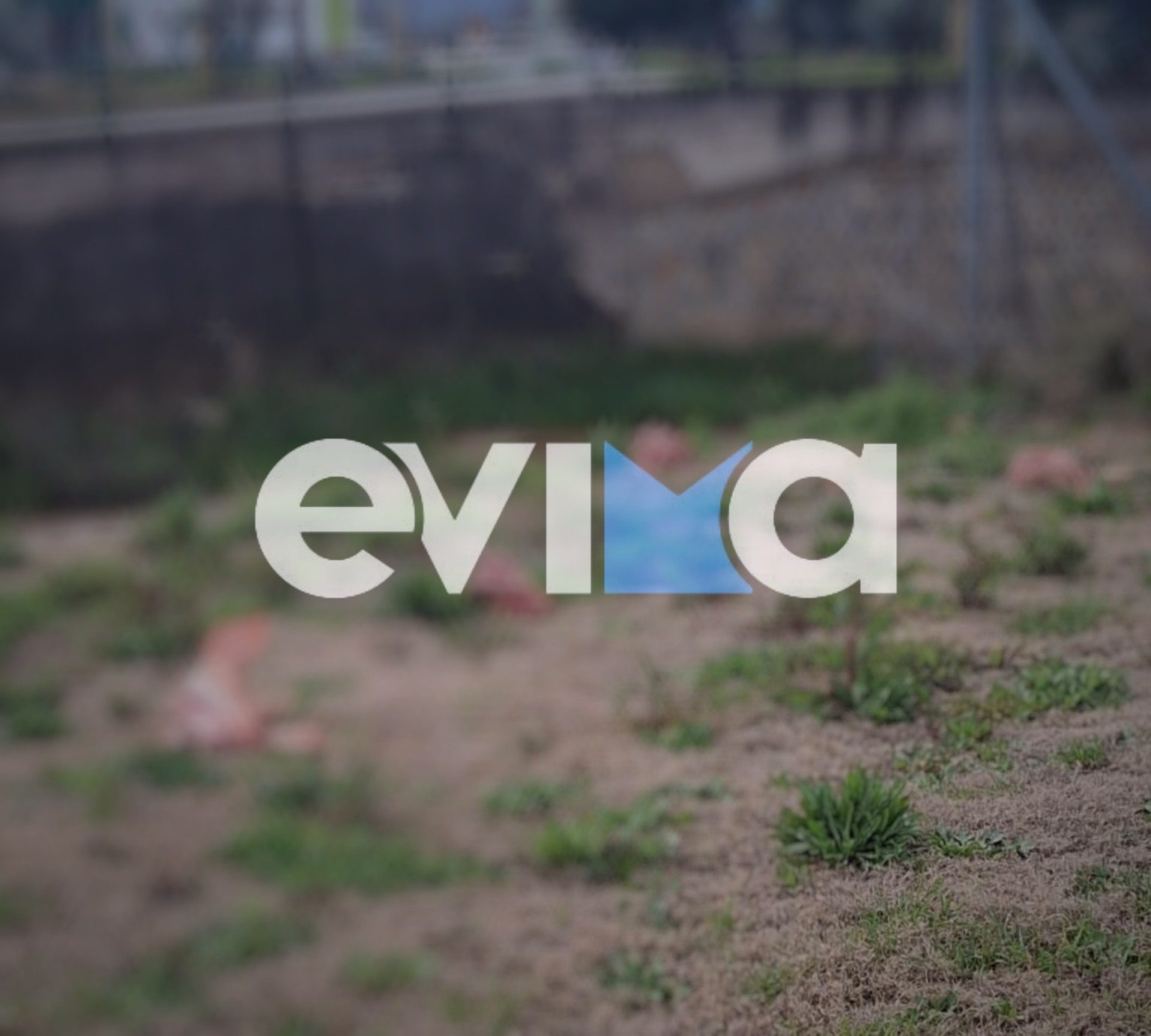 Αδιανόητο περιστατικό στην Εύβοια: Πέταξαν ώμο κρέας και κεφάλια από γουρούνια σε σκυλιά