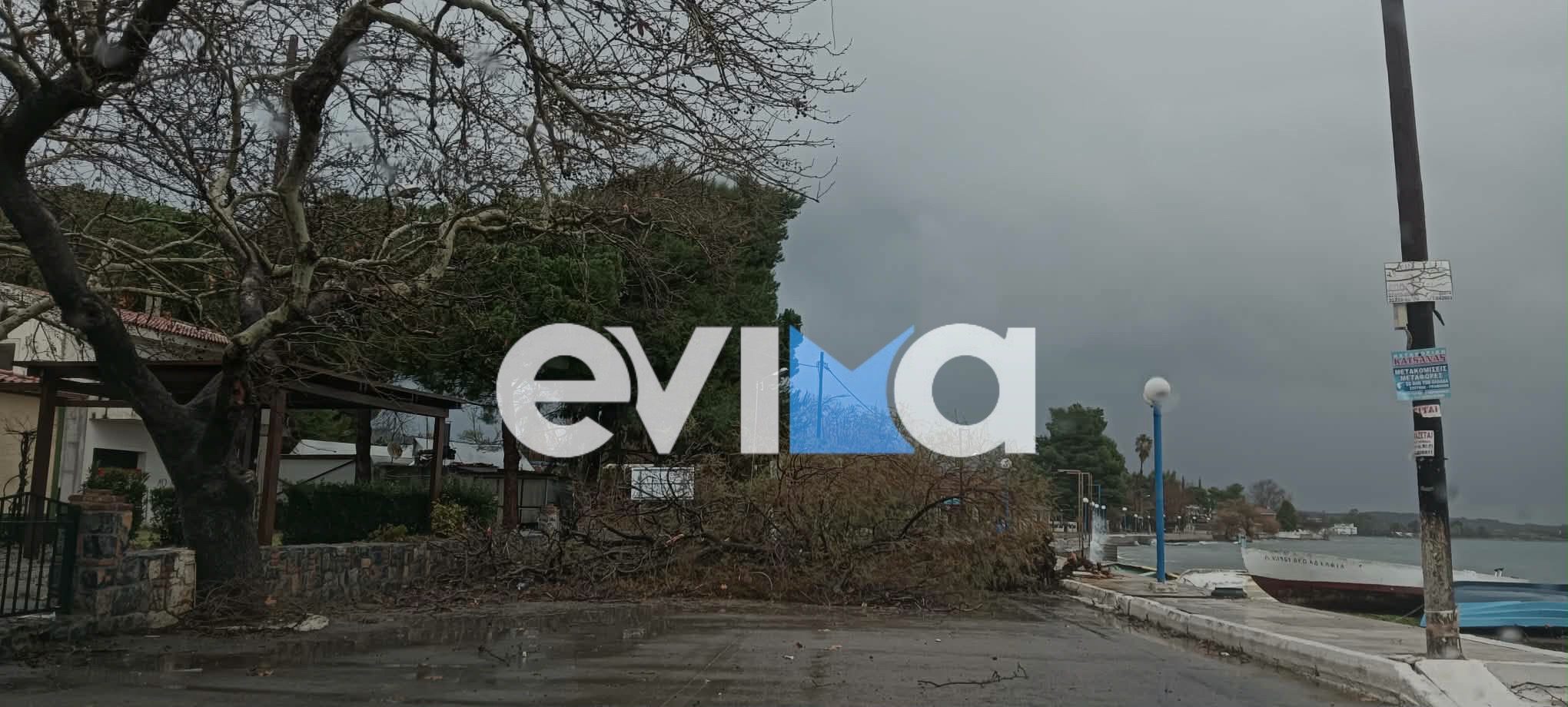 Κακοκαιρία στην Εύβοια: Ξεριζώθηκε δέντρο από τους ισχυρούς ανέμους και έπεσε σε παραλιακό δρόμο- Εικόνες