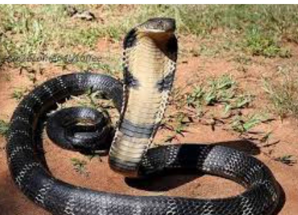 Φίδι δάγκωσε γνωστή τραγουδίστρια στον ύπνο της και πέθανε