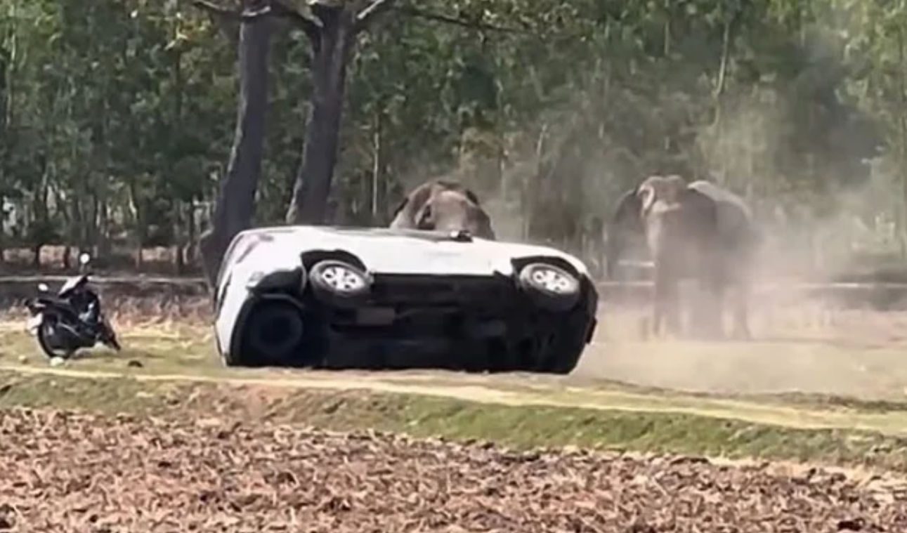 Ελέφαντας συνέθλιψε αυτοκίνητα επειδή τον διέκοψαν την ώρα που έκανε σεξ (video)