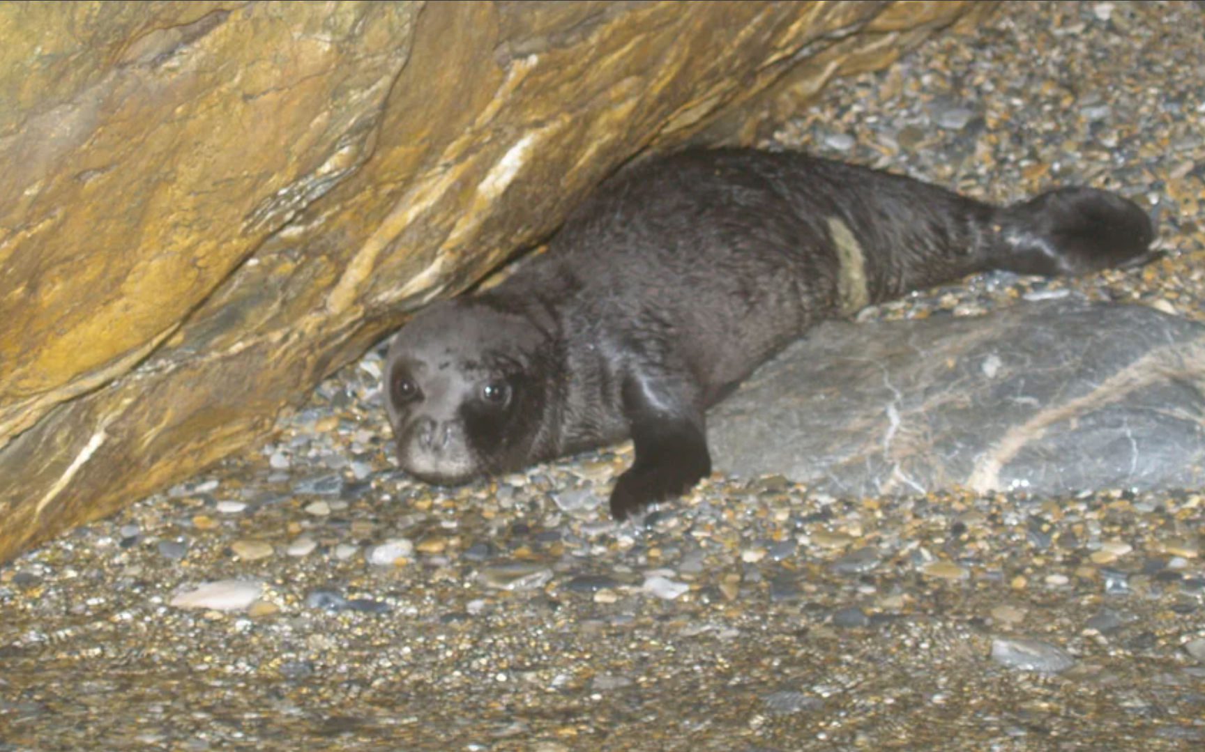 Ρεκόρ γεννήσεων στις μεσογειακές φώκιες καταγράφηκε στις Σποράδες