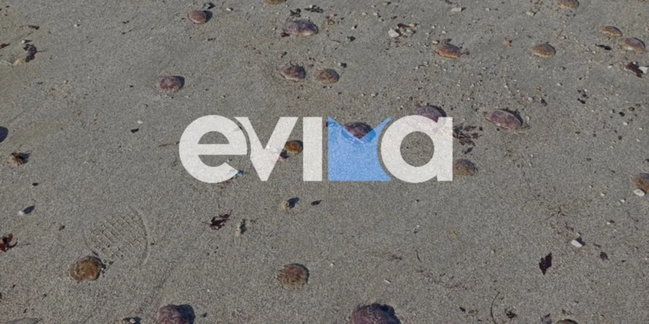 Δραματική κατάσταση στην Εύβοια με τις μώβ μέδουσες: Το θέμα έφτασε στην βουλή