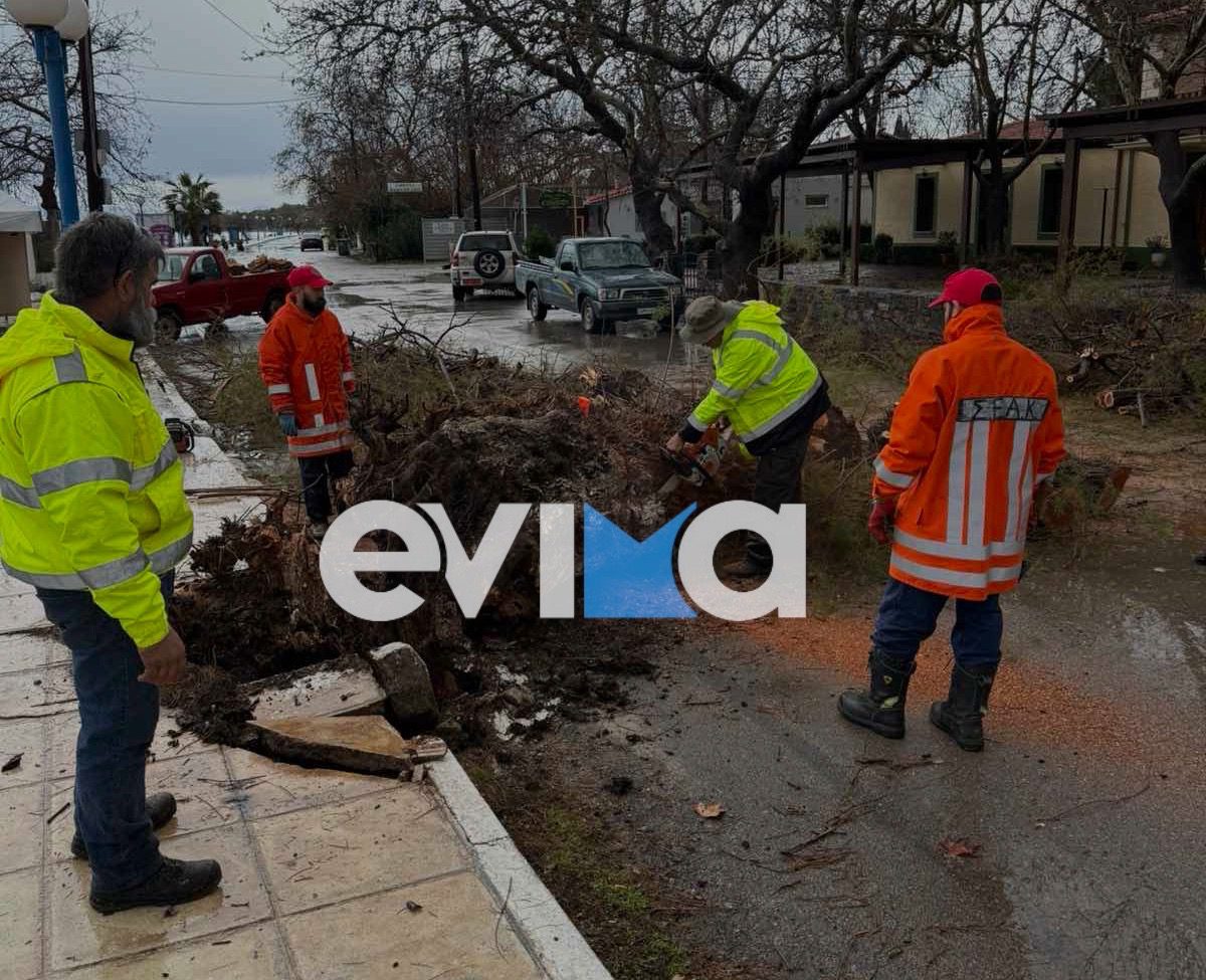 Κακοκαιρία στην Εύβοια: Ξεριζώθηκε δέντρο από τους ισχυρούς ανέμους και έπεσε σε κεντρικό δρόμο- Εικόνες