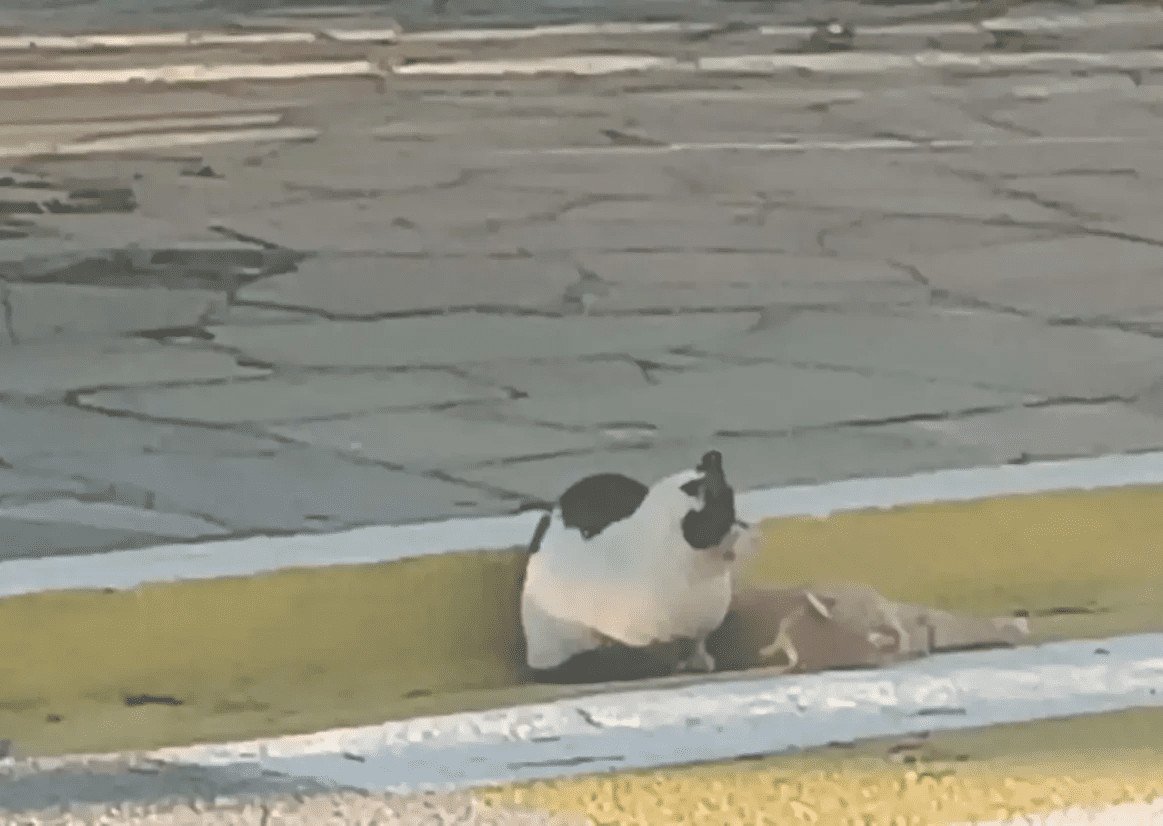 Εύβοια: Μια φωτογραφία που συγκλονίζει – τα ζώα ξέρουν να θρηνούν