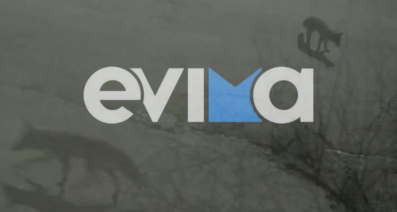 Αλεπούδες κόβουν βόλτες μέσα σε σπίτια της Χαλκίδας – Βίντεο