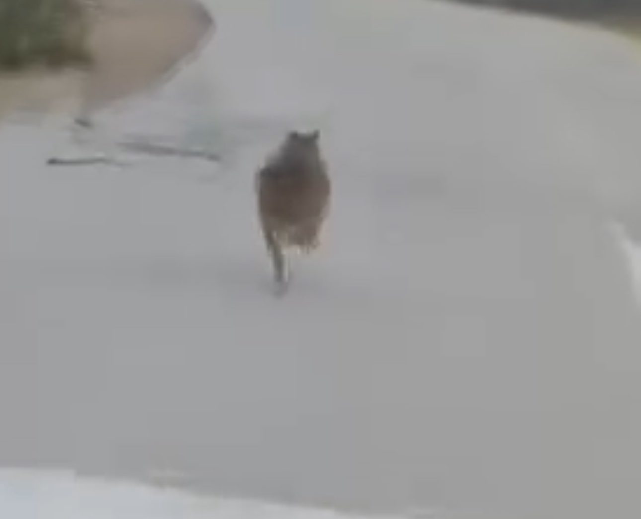 Εύβοια: «Τσακάλι και όχι λύκος το άγριο ζώο που εμφανίστηκε στη Ζαχαριά» – Τι λέει ειδικός