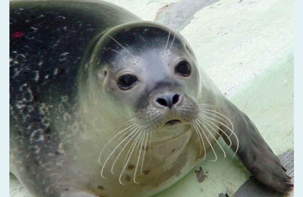 Φώκια εμφανίστηκε σε λιμάνι της Εύβοιας