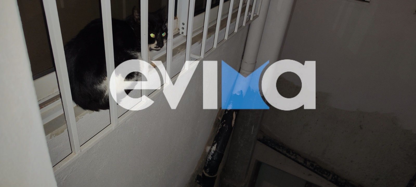 Στιγμές αγωνίας στην Κάρυστο: Γάτα παγιδευμένη σε 4ο όροφο – Δραματική διάσωση από πυροσβέστες