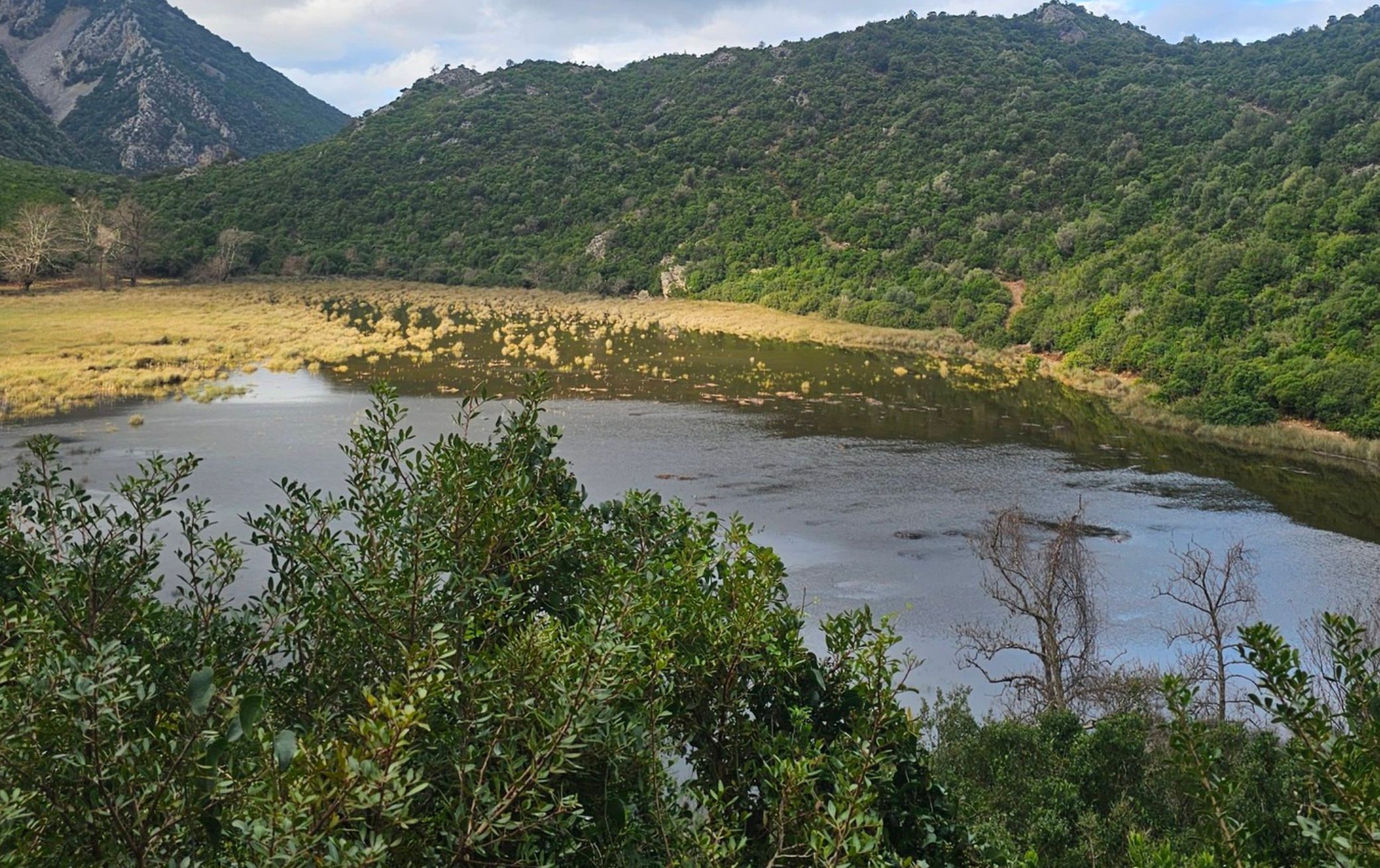 Σε αυτή την παραλία της Εύβοιας βρέθηκε αρχαία ελιά