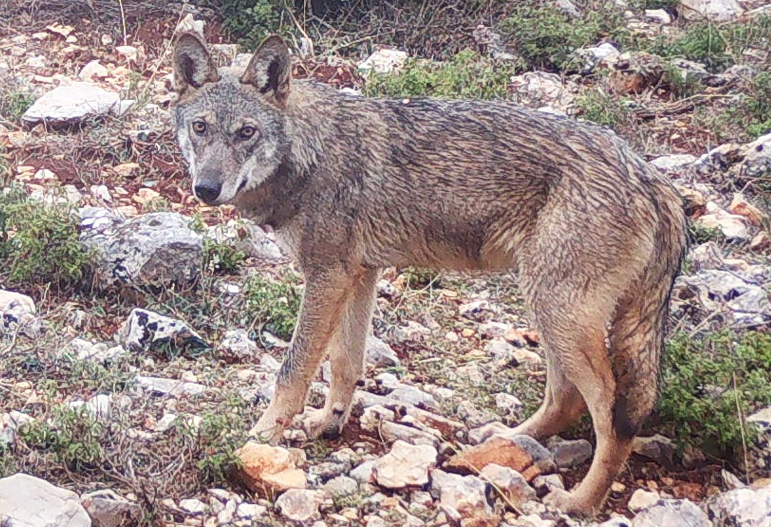 Άνδρας δέχθηκε επίθεση από λύκο στο Τατόι – Πως σώθηκε, συγκλονιστική μαρτυρία