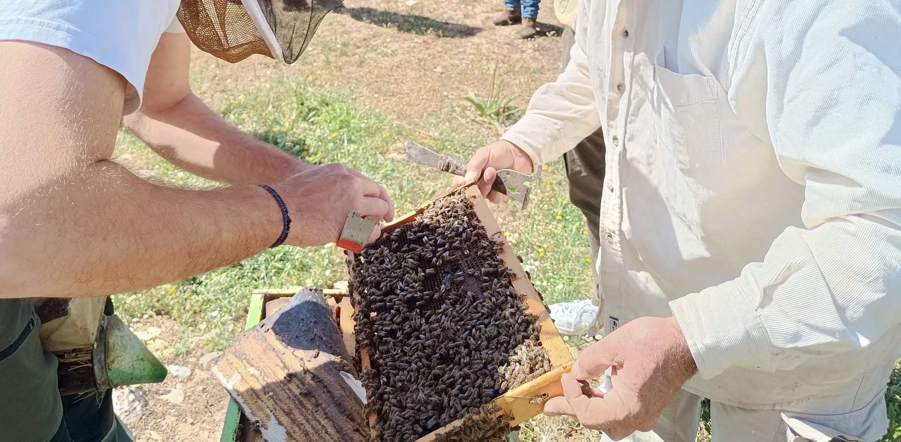 Εύβοια: Κραυγή αγωνίας για τους μελισσοκόμους – Στη Βουλή το θέμα