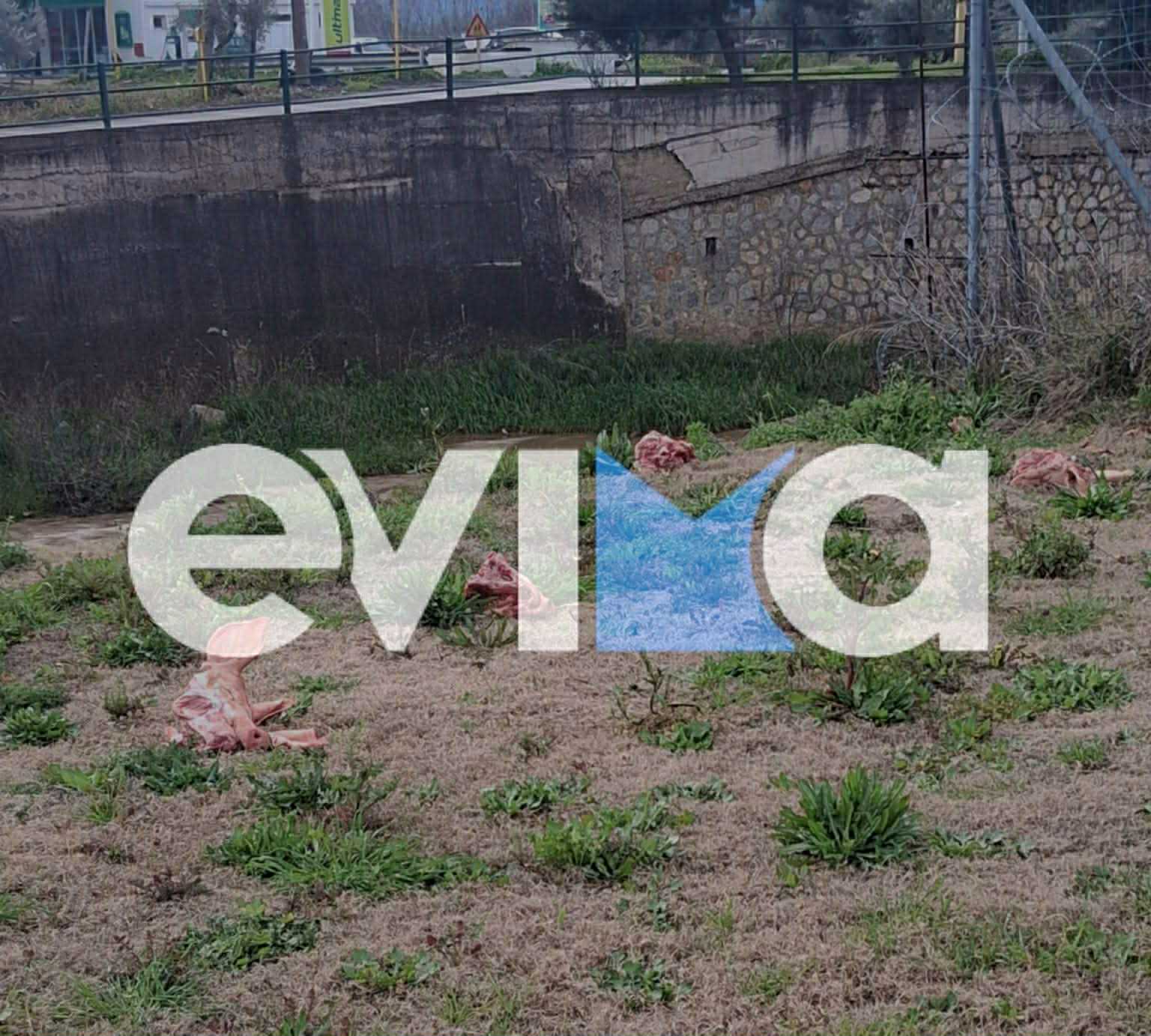 Αδιανόητο περιστατικό στην Εύβοια: Πέταξαν ώμο κρέας και κεφάλια από γουρούνια σε σκυλιά
