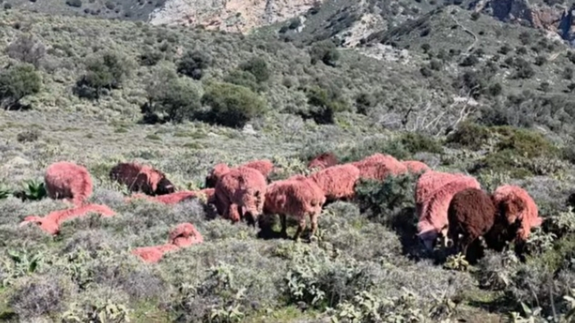 Κρήτη: Κτηνοτρόφος έβαψε κόκκινα… τα πρόβατά του για να μην τα κλέψουν – Δείτε βίντεο
