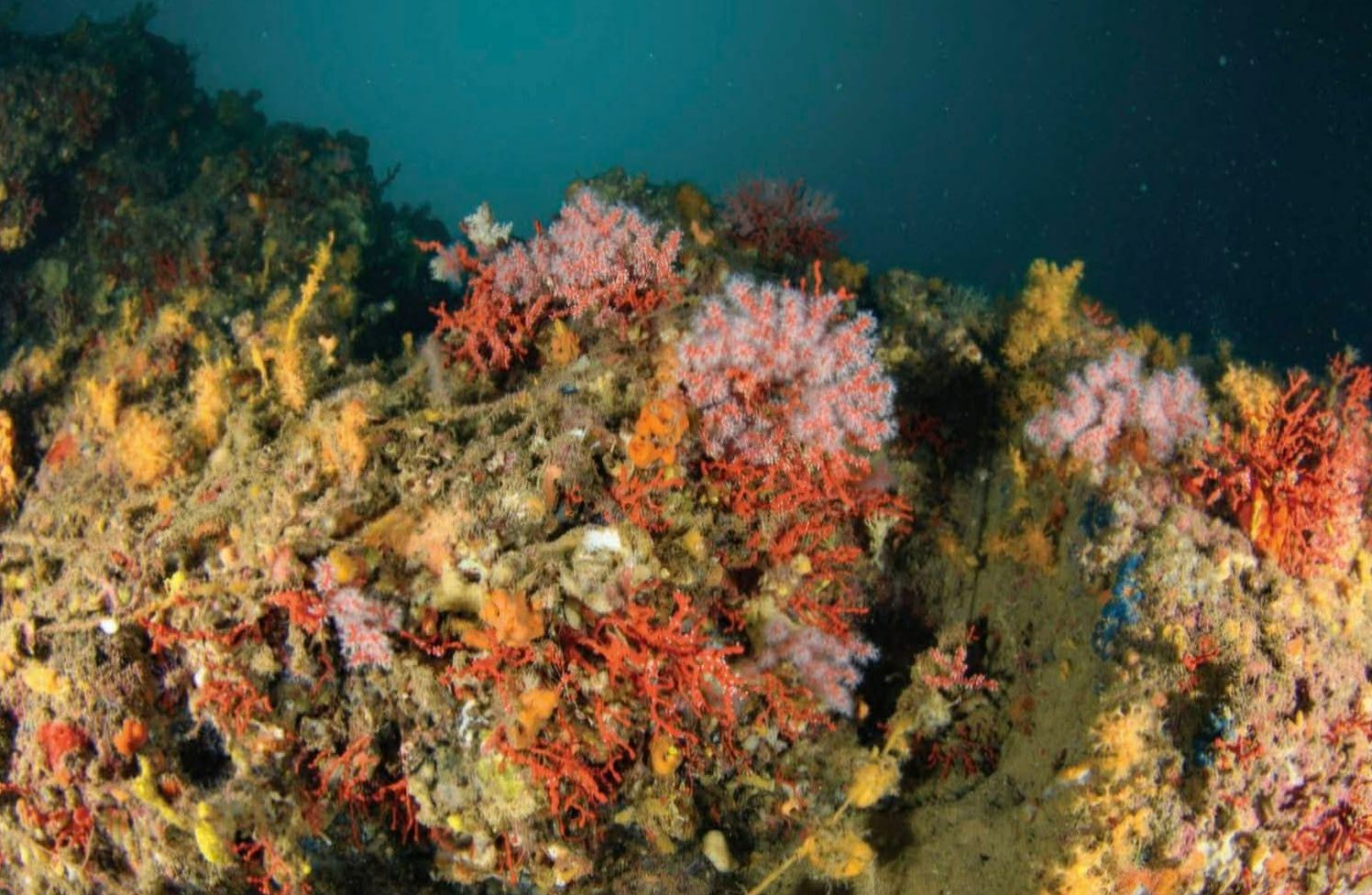 Εύβοια: Ο «κόκκινος χρυσός» του βυθού και η φωτιά που έφτασε μέχρι τα κοραλλένια δάση