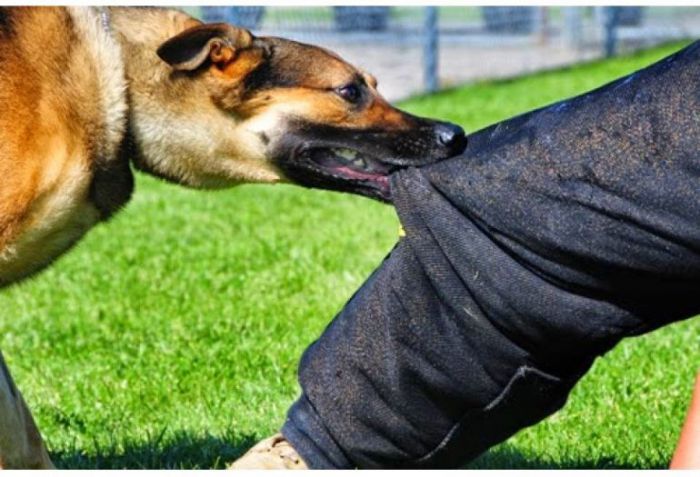 Αλμυρός: Αδέσποτος σκύλος επιτέθηκε ανήλικο – Στο νοσοκομείο το παιδί