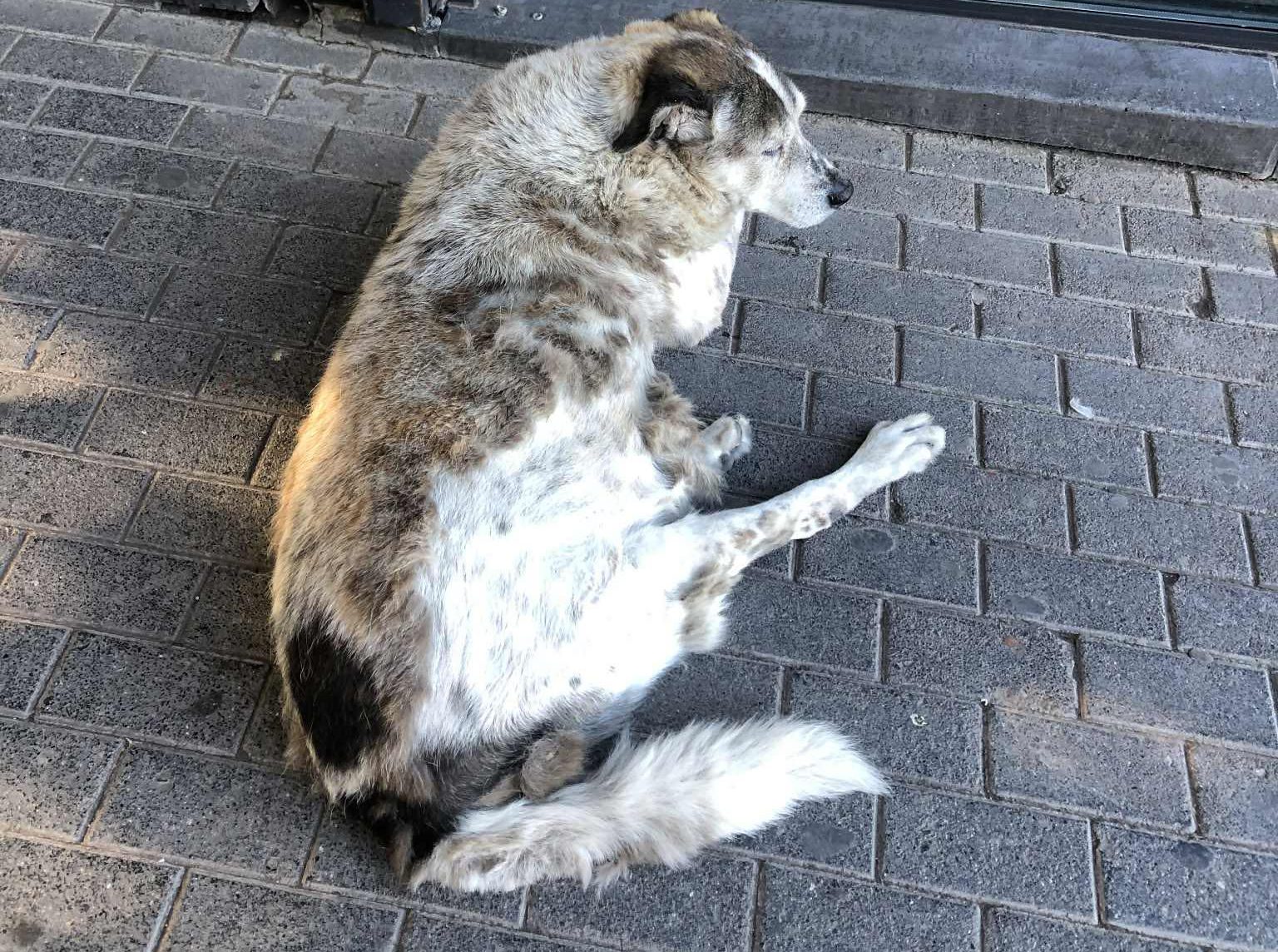 Κλαίει η Εύβοια για τον άδικο χαμό του Τάσου