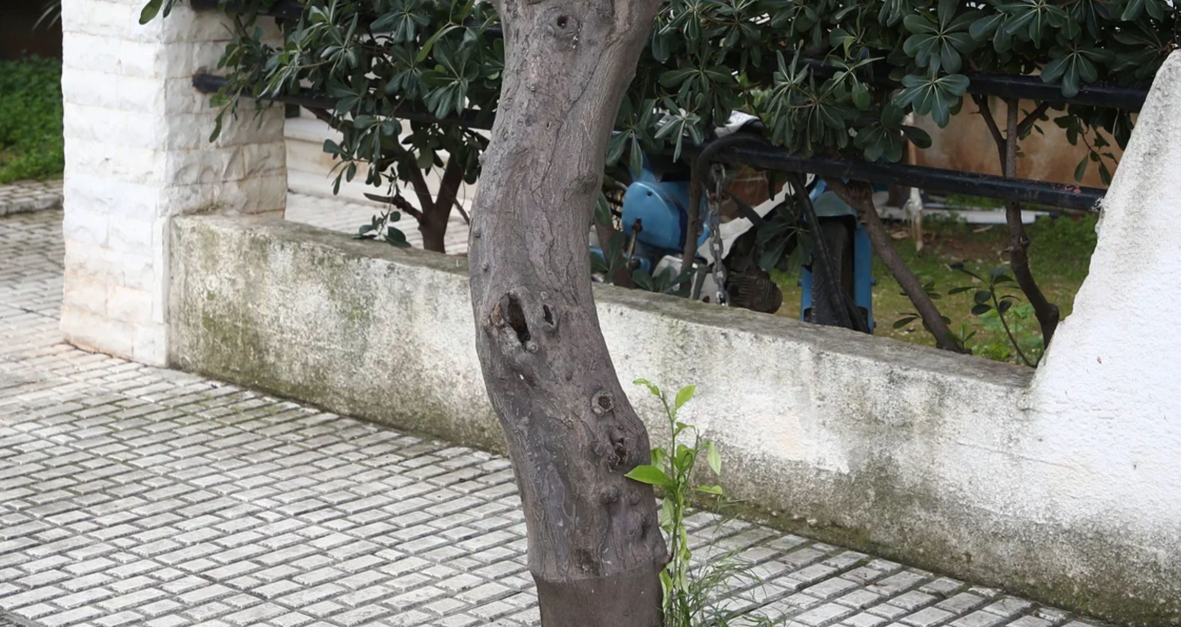 Τραγωδία στην Ελευσίνα: Δέντρο με ένα εξόγκωμα προκάλεσε ακατάσχετη αιμορραγία στην 71χρονη