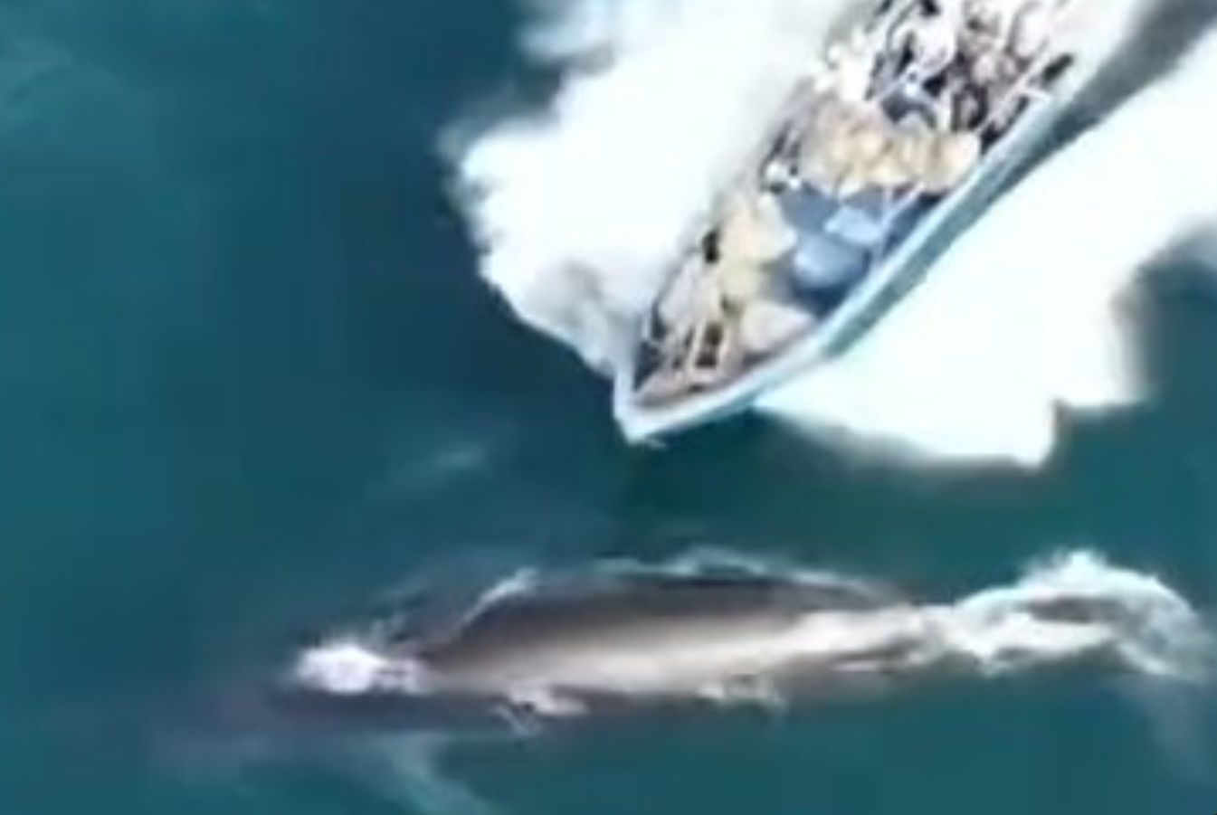Βίντεο-σοκ: Αλιευτικό σκάφος συγκρούεται με προστατευόμενη φάλαινα
