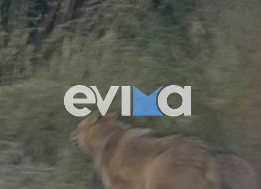 Σε αυτή την περιοχή της Εύβοιας βρέθηκε λύκος