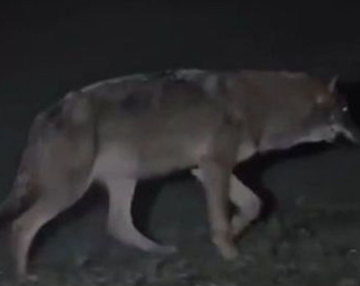 «Μου έσκισε τα ρούχα και με έγδαρε στη μέση» -Σοκάρει η επίθεση λύκου στο Τατόι