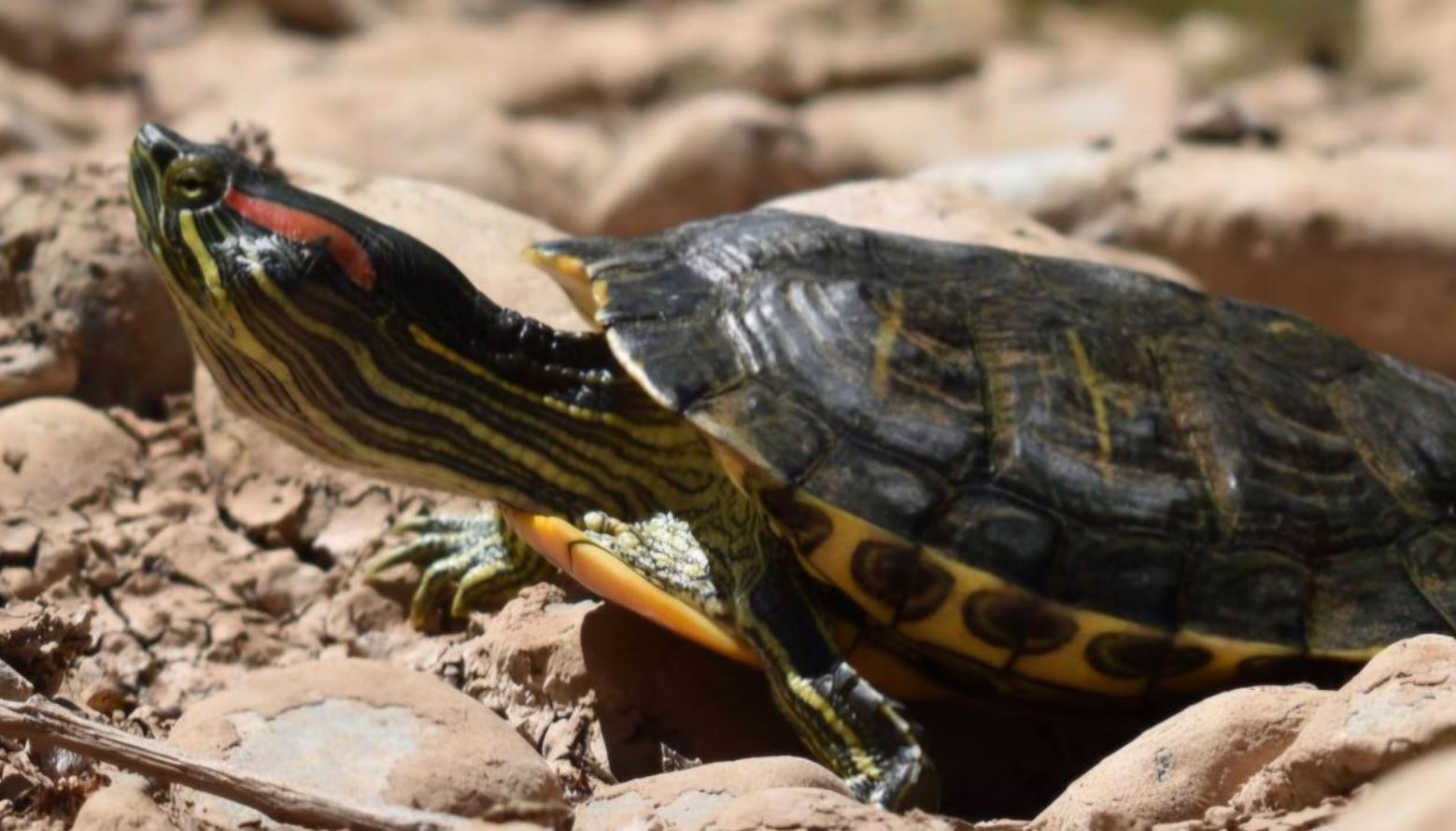 Σε κίνδυνο ο μοναδικός νησιωτικός «βιολογικός θησαυρός» στην Εύβοια