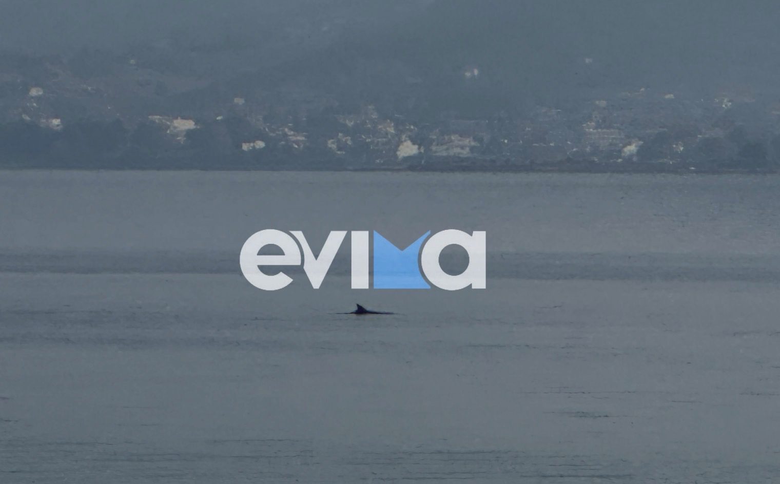 Μαγικό θέαμα σε παραλία της Εύβοιας με δυο δελφίνια- Βίντεο