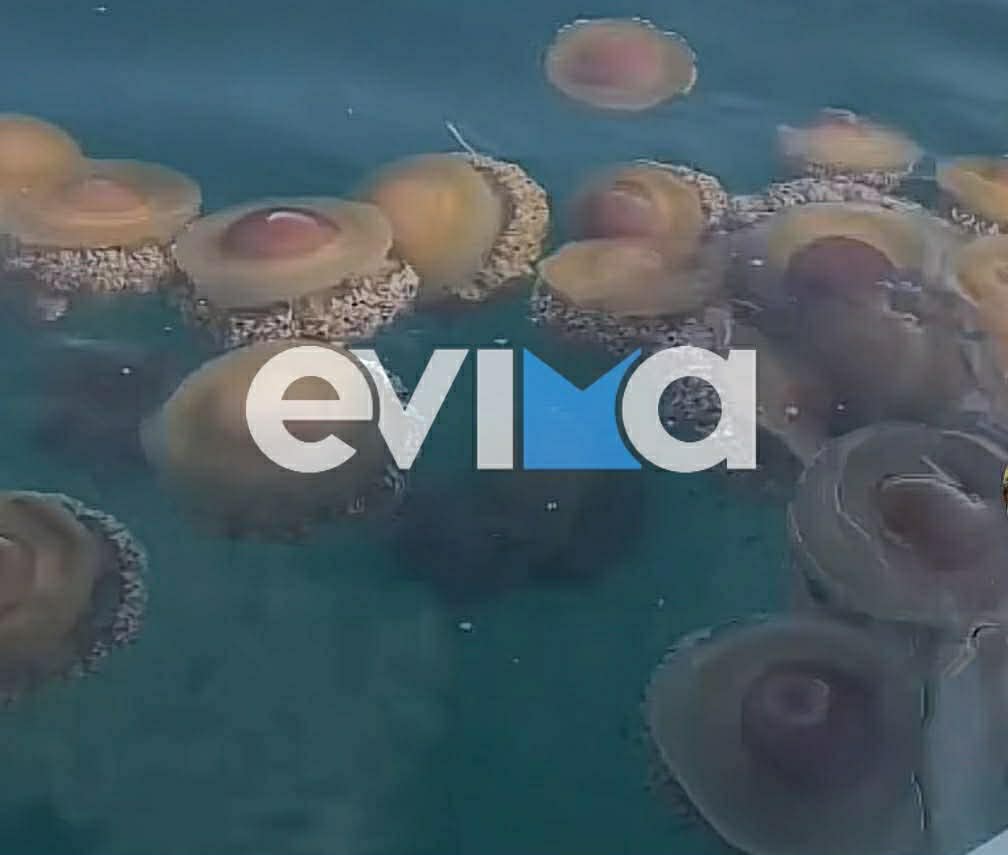 Έντονη ανησυχία για τις παραλίες στην Εύβοια: Τι θα γίνει φέτος με τις μέδουσες