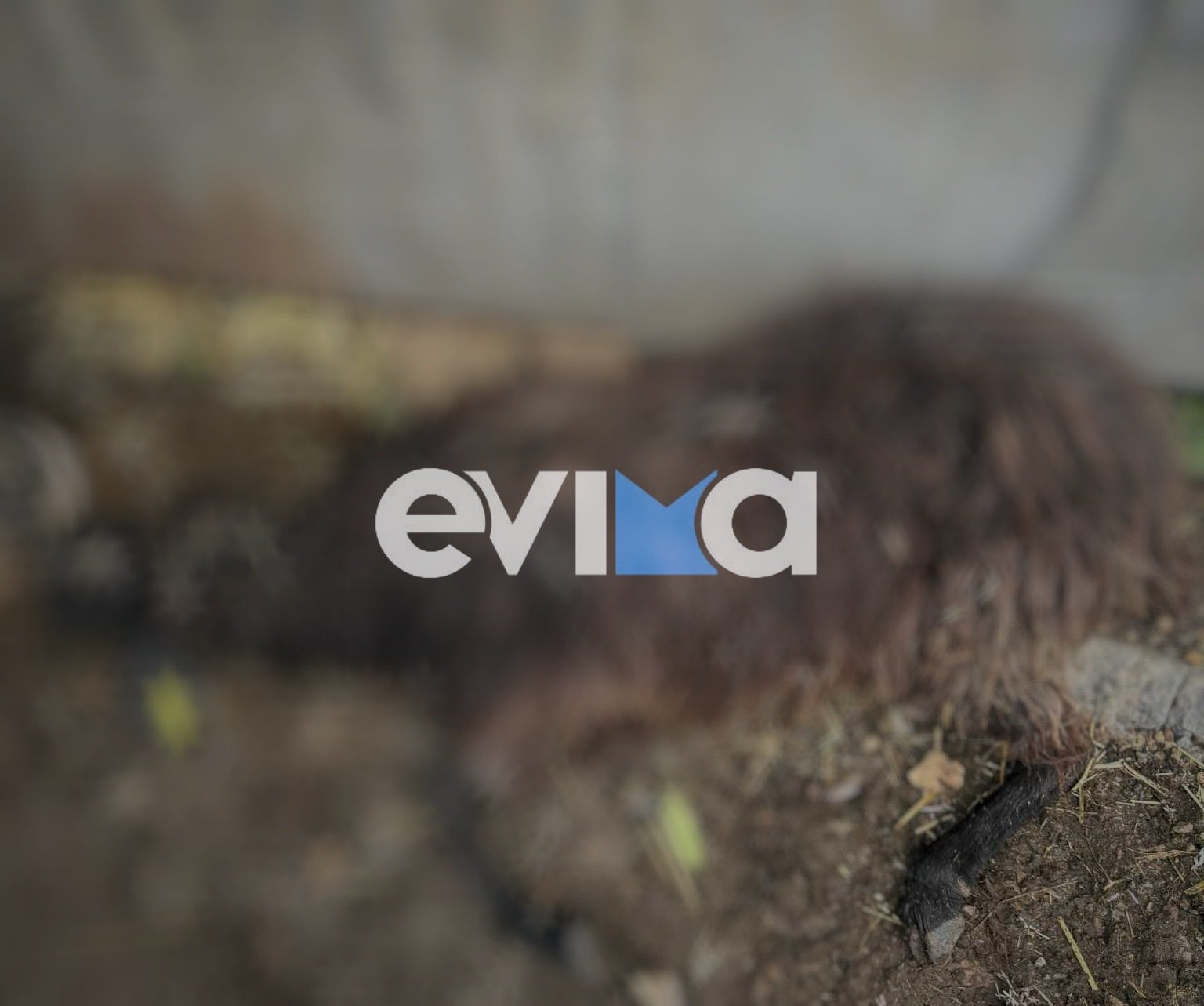 Τρόμος στην Εύβοια: Αδέσποτα κατασπάραξαν κοπάδι – Σε απόγνωση οι κτηνοτρόφοι