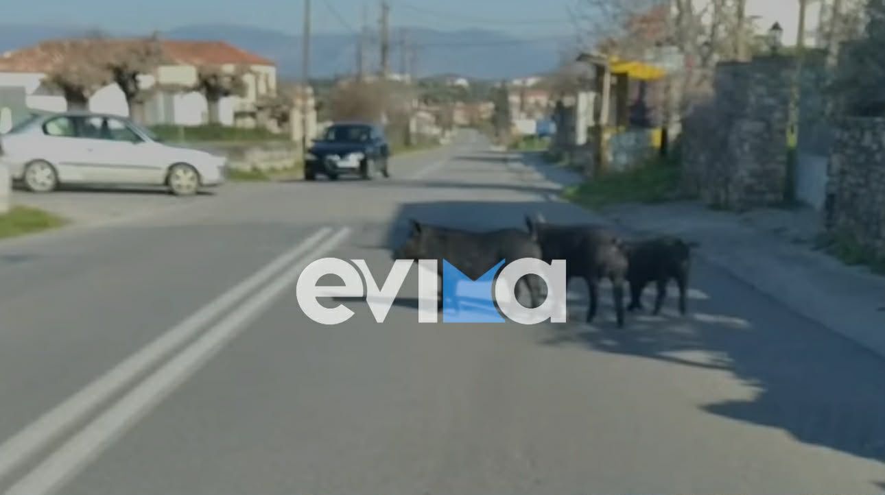 Αγριογούρουνα «βολτάρουν» σε κεντρικό δρόμο της Εύβοιας – Εικόνες