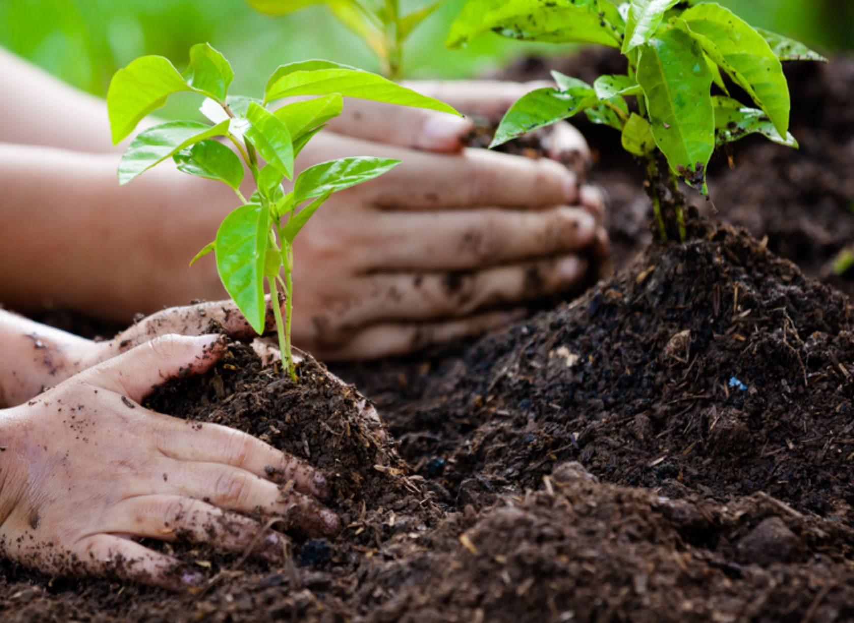 Μαθητές παίρνουν τα φτυάρια τους και ξεκινούν δενδροφύτευση στην Εύβοια