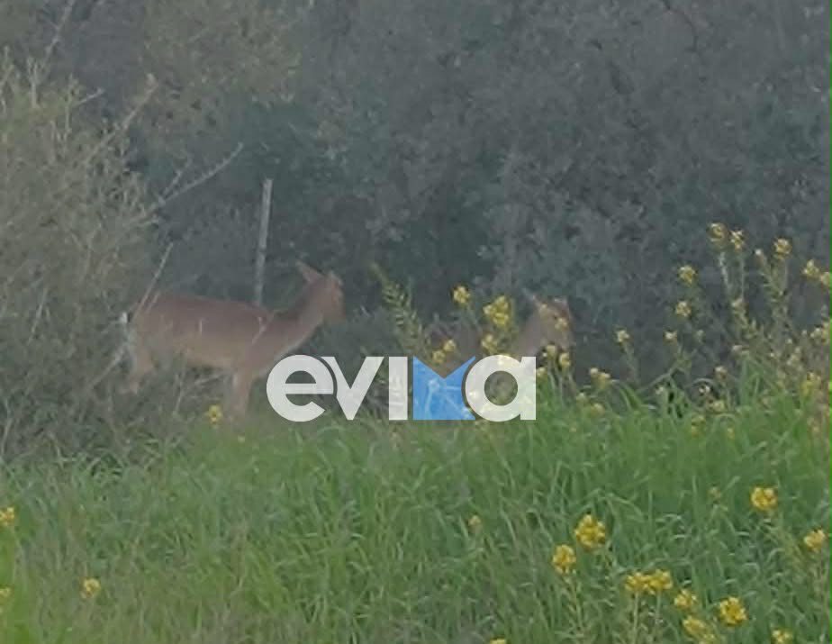 Ελάφια εμφανίστηκαν σε κεντρικό δρόμο της Εύβοιας: Μαγικό βίντεο