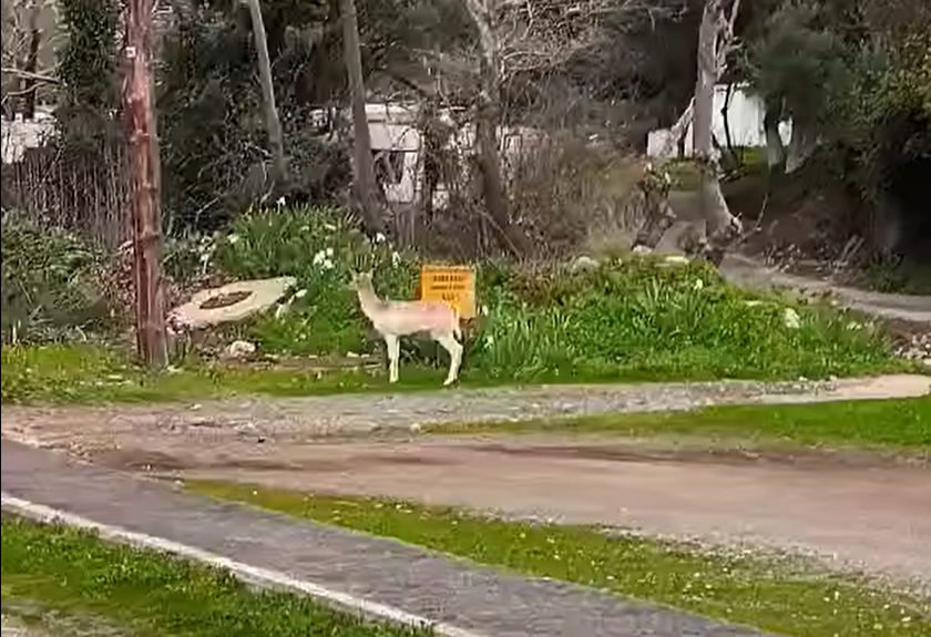 Ελάφι εμφανίστηκε σε πολυσύχναστη παραλία της Εύβοιας – Βίντεο