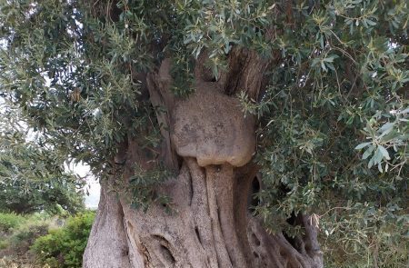 Που βρίσκεται η αρχαιότερη ελιά της Εύβοιας: Συγκλονίζει η ιστορία της