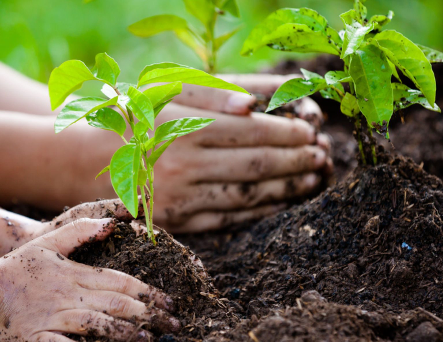 Αυτή η περιοχή της Εύβοιας θα αποκτήσει 1.500 νέα φυτά