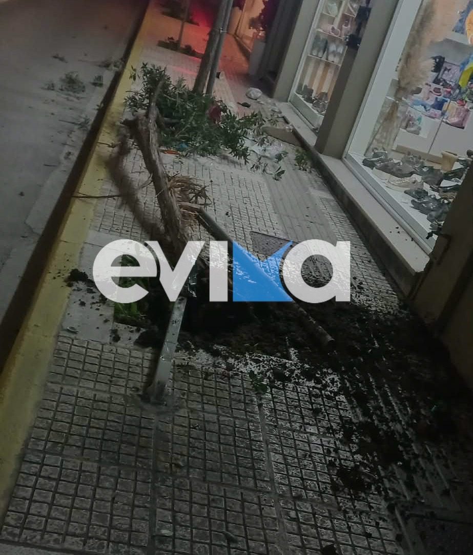 Νυχτερινός βανδαλισμός στην Εύβοια: Ξερίζωσαν δέντρα στο κέντρο μεγάλης πόλης