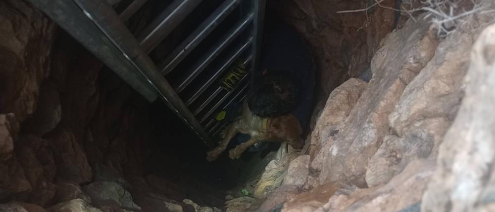 Σκύλος έπεσε σε πηγάδι στη Σύρο – Μεγάλη επιχείρηση διάσωσης