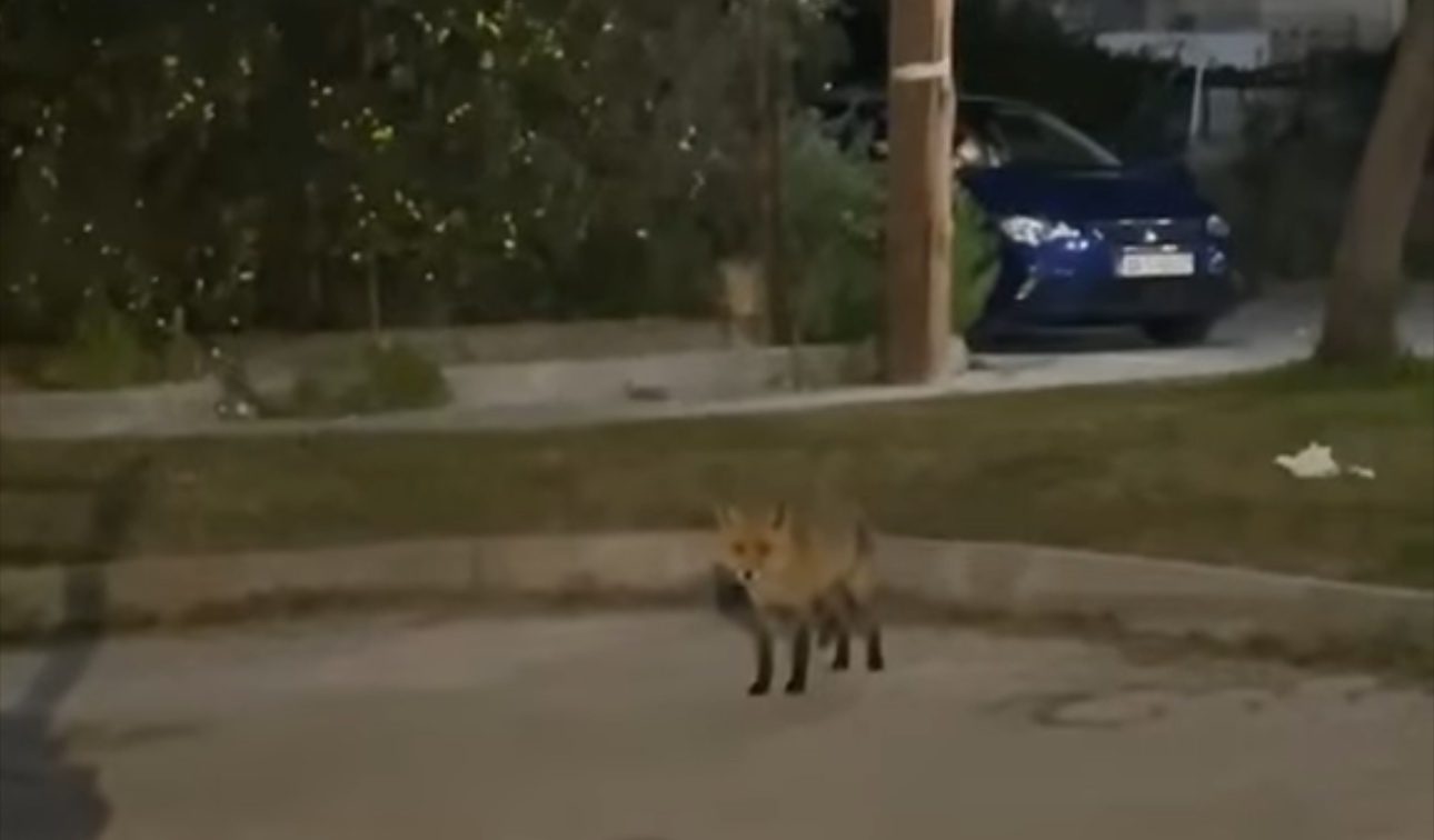 Αλεπού «βόλταρε» στη Χαλκίδα και πόζαρε στο φακό! (Vid)