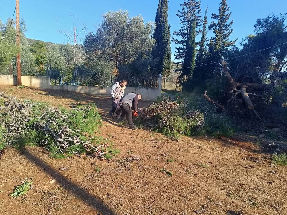 Έπεσε τεράστιο δέντρο σε κεντρικό δρόμο της Εύβοιας