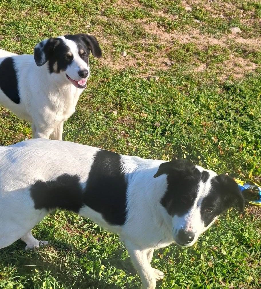 Ακόμη ένα θλιβερό περιστατικό στην Εύβοια: Εγκατέλειψαν πανέμορφα κουταβάκια