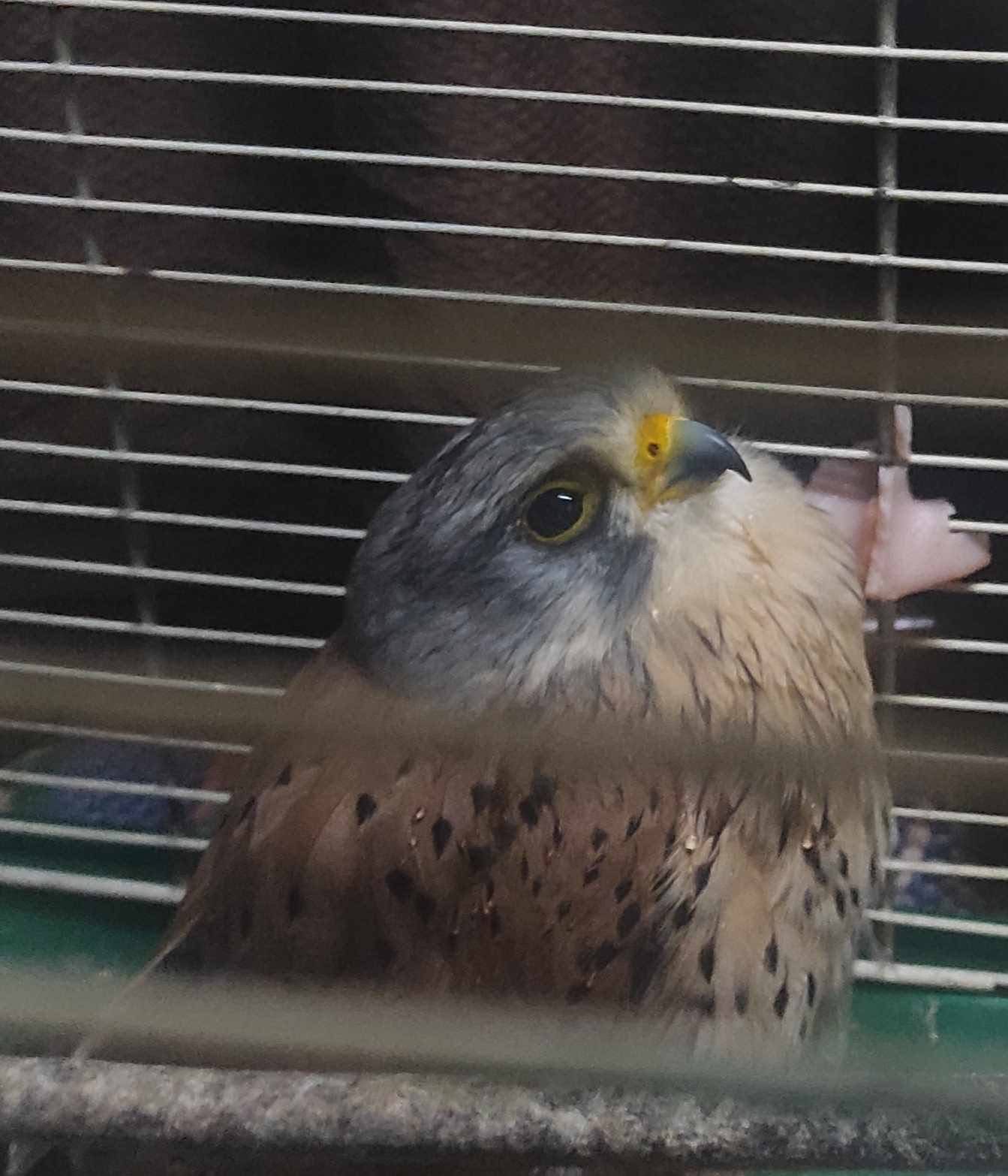 Εύβοια: Ταλαιπωρημένο γεράκι βρέθηκε σε αυλή σχολείου