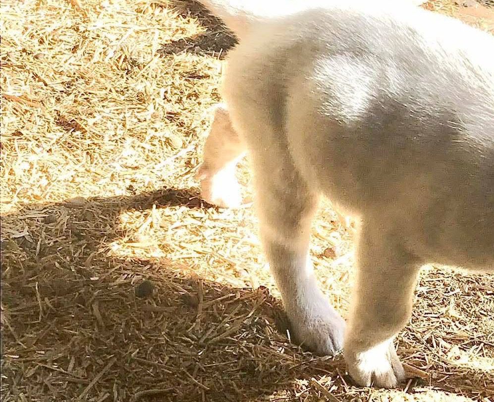 Εύβοια: Έκκληση βοήθειας για άρρωστο σκυλάκι