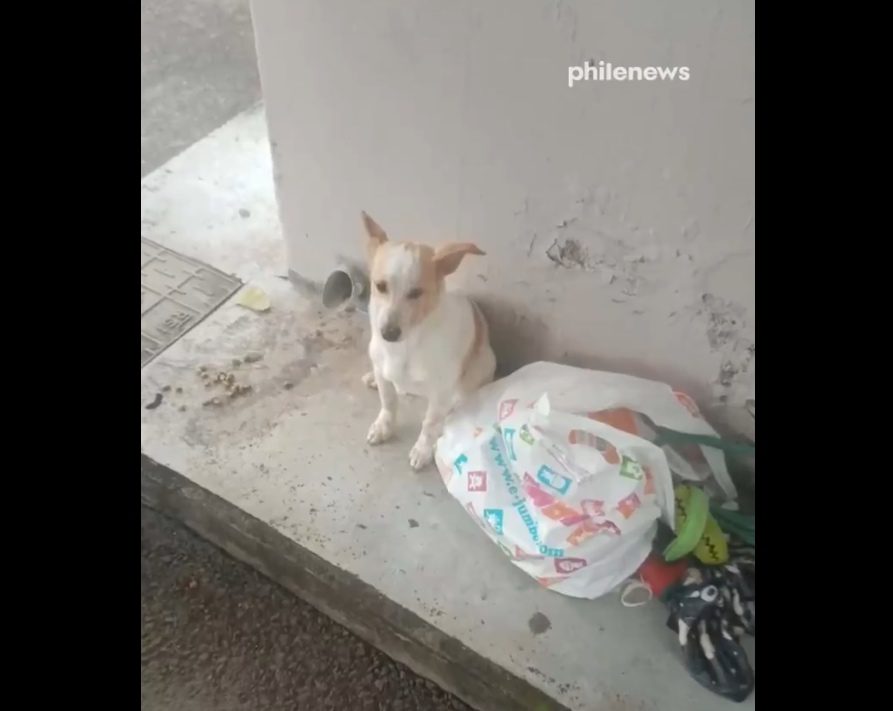 Βίντεο που ραγίζει καρδιές! Εγκατέλειψαν σκυλάκι σε στάση λεωφορείου μαζί με τα παιχνίδια του στη Λεμεσό