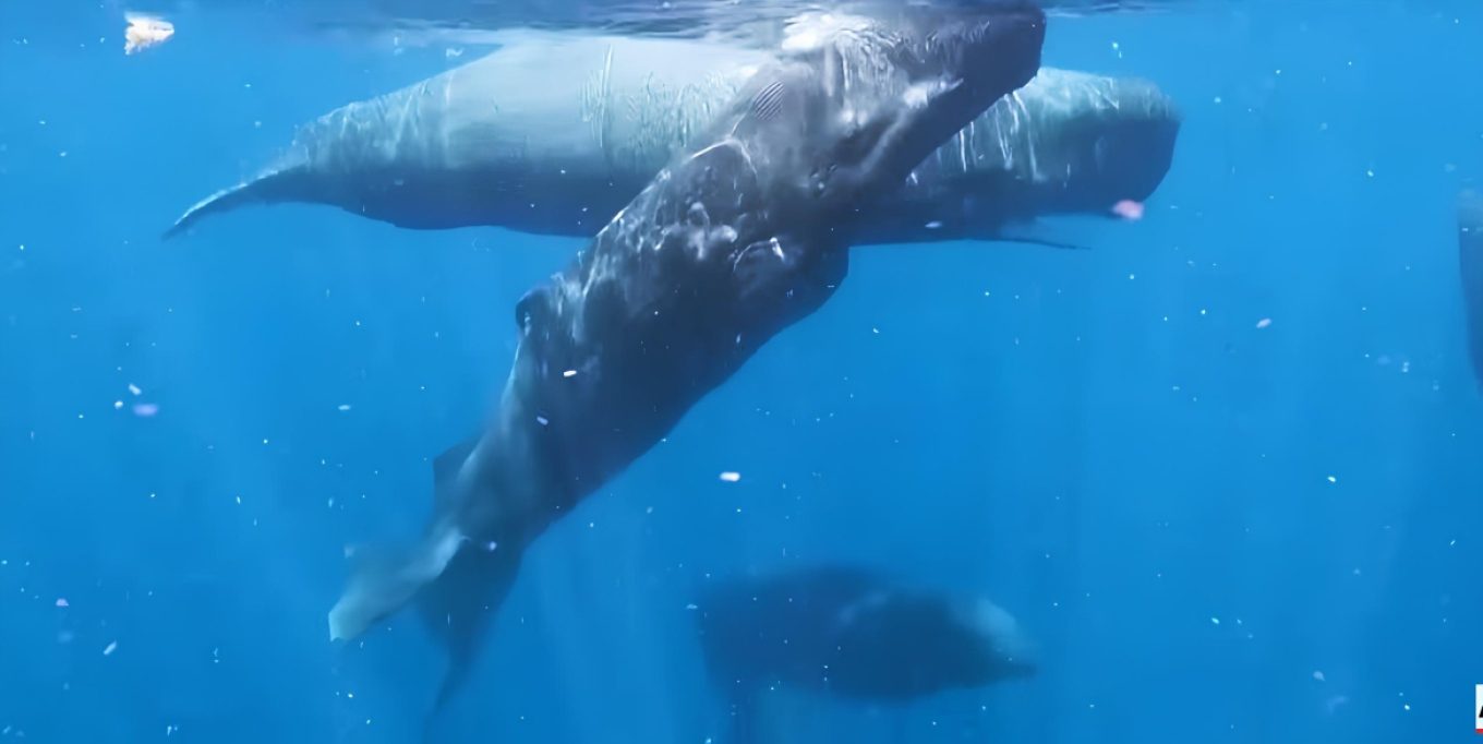 Σπάνιο βίντεο: Η συγκλονιστική γέννα φάλαινας φυσητήρα καταγράφηκε για πρώτη φορά