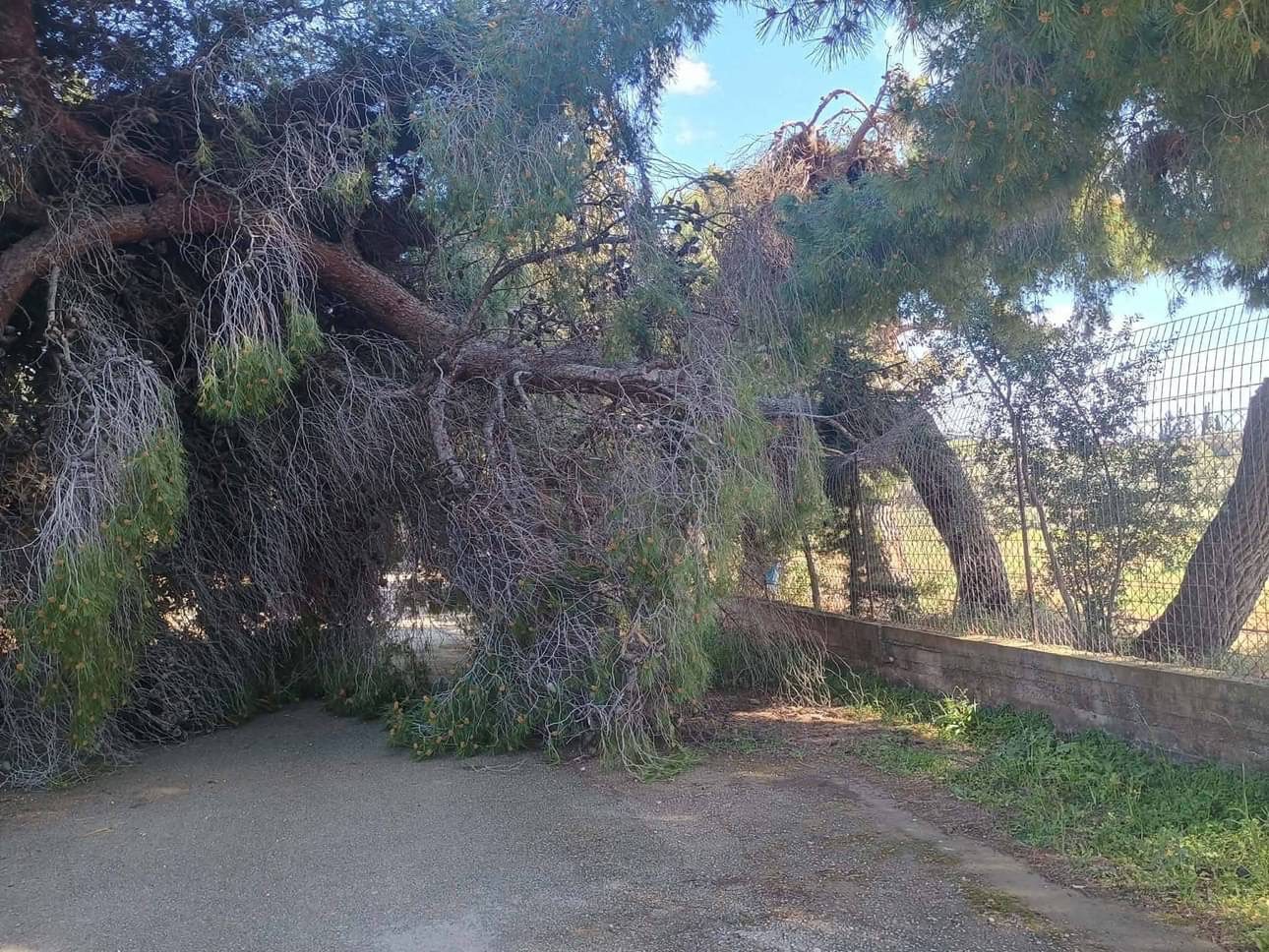 Έπεσε τεράστιο δέντρο σε κεντρικό δρόμο της Εύβοιας