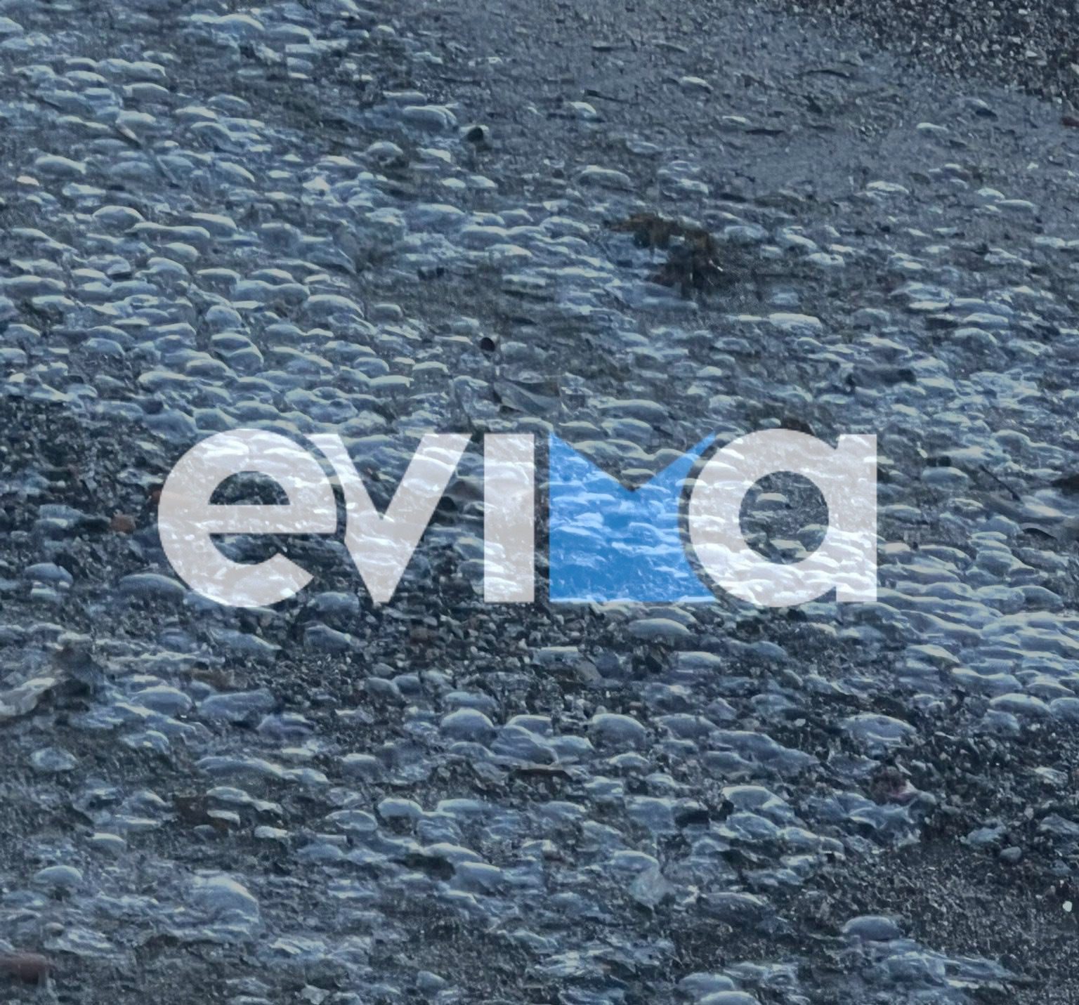 Συγκλονιστική μαρτυρία: Γέμισε με χιλιάδες νεκρές τσούχτρες ο Ευβοϊκός κόλπος